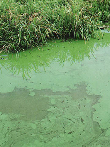 窒素やリン等によって富栄養化された河川